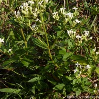 Knoxia spicata (Thwaites ex Trimen) Ridsdale